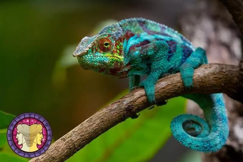 十二星座运势野兽,如何知道自己星座最适合的动物