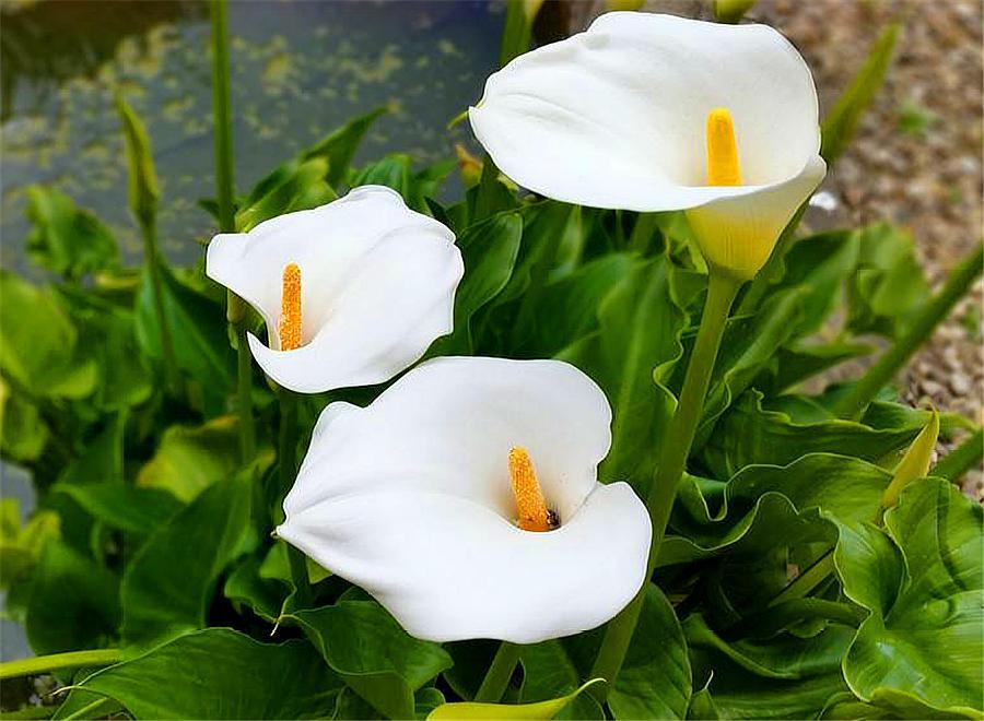 马蹄莲怎么可以开花多,马蹄莲开花的方式是什么