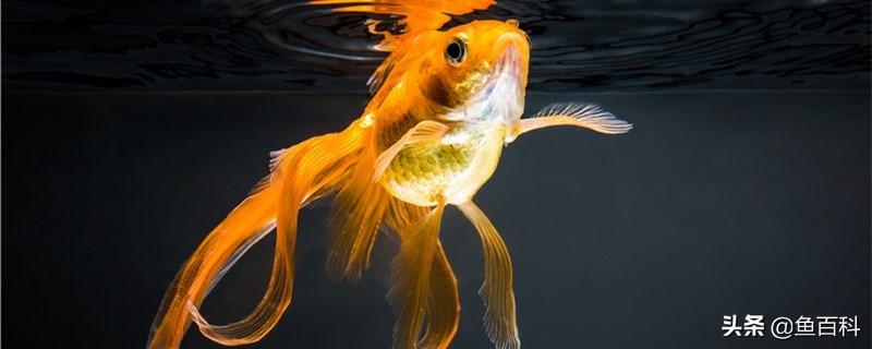 养金鱼水质怎么处理才能清澈,养金鱼怎么养水质最好