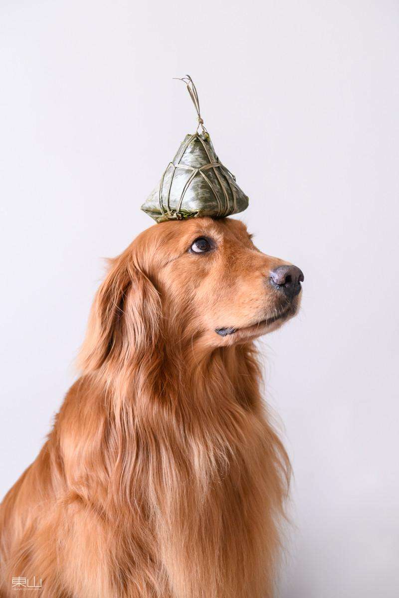 揭秘端午节狗狗可以吃粽子吗,端午节给狗狗准备什么