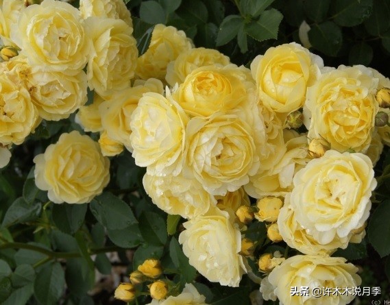 月季常见叶子问题,月季都有什么病怎么治