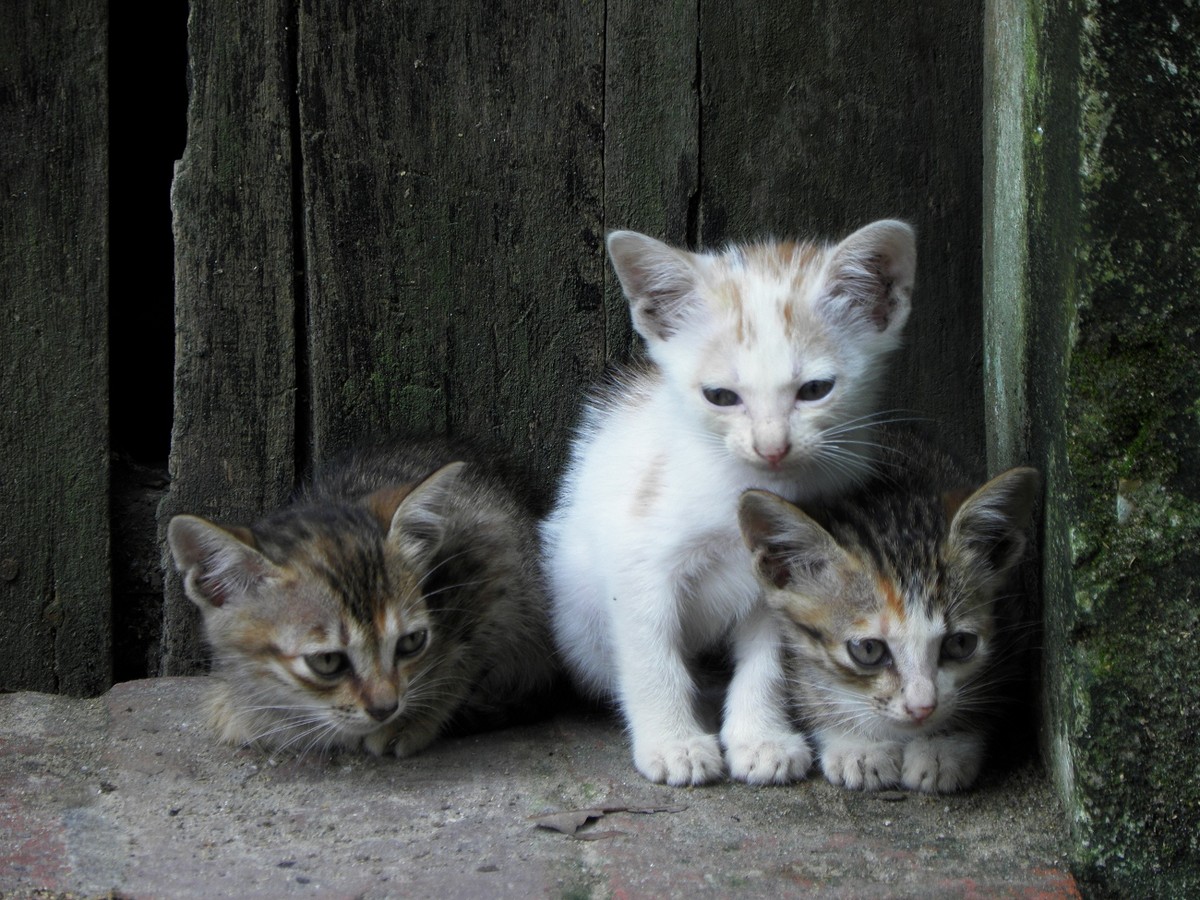 为什么狗狗会认识从未见面的家人,为什么狗狗年龄越大越不亲近人类