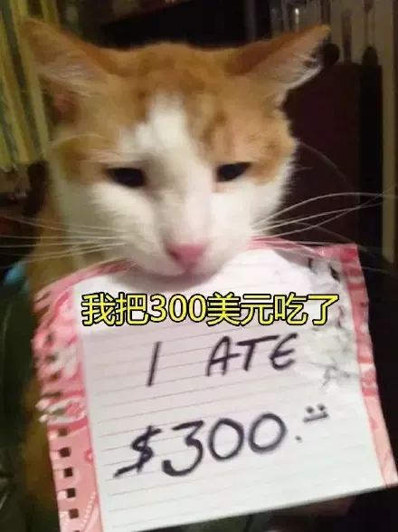 猫猫静悄悄歌曲,当猫猫静悄悄地过去偷吃你的东西