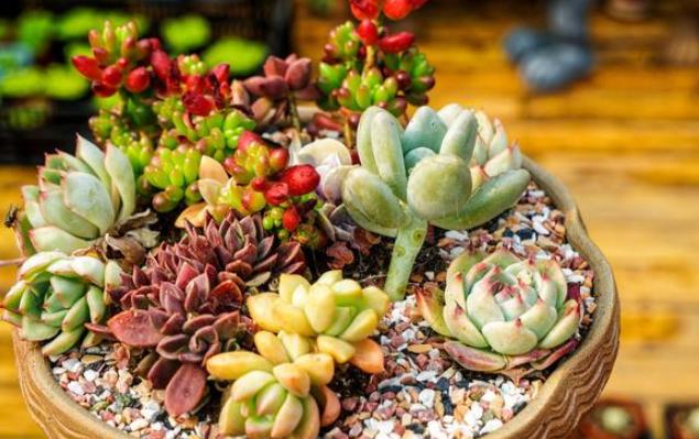 多肉褪色了怎么办,冬天多肉紫乐褪色了是怎么回事