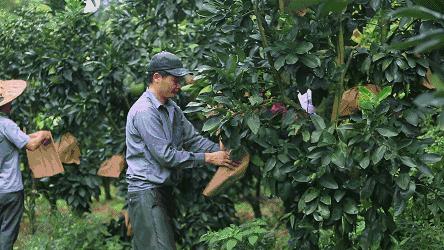 梅州蜜柚新鲜水果红肉柚子,正宗梅州红心蜜柚新鲜