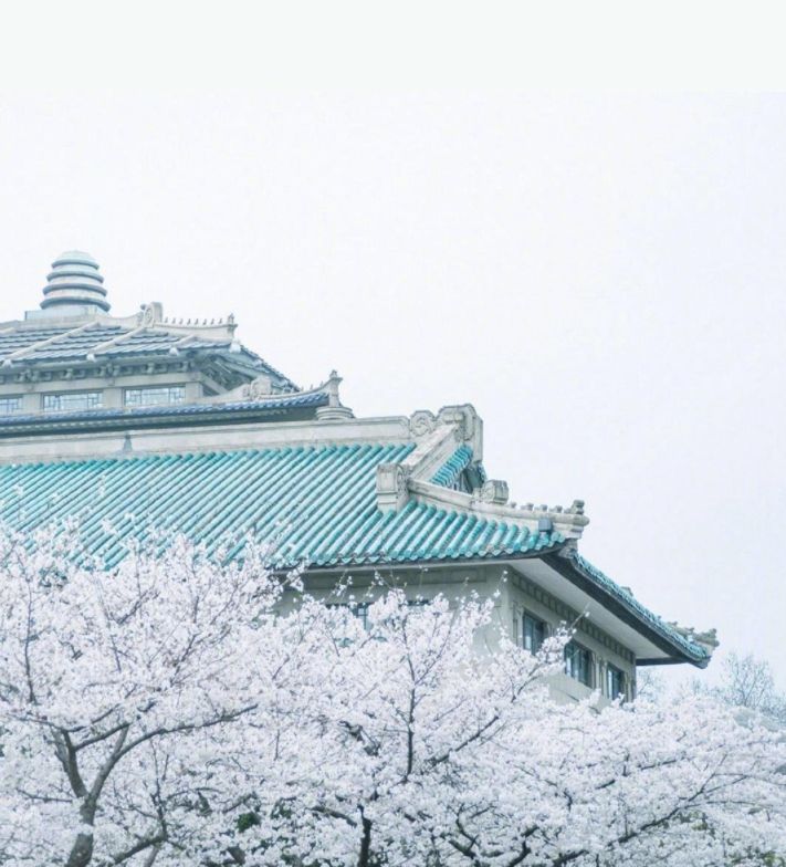 全球最大的樱花基地,全球最大樱花基地赏花时节已至