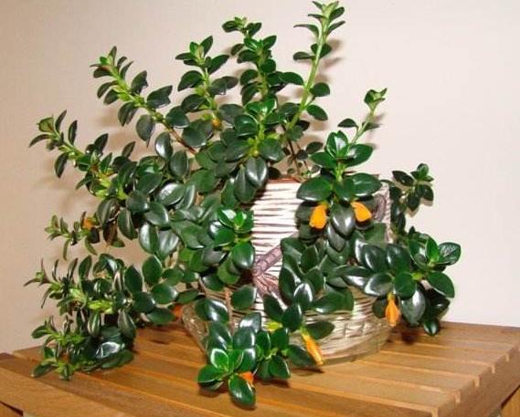 教你怎样养出一盆上好的金鱼吊兰,金鱼吊兰怎么养才能长得更茂盛