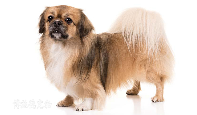 不爱叫的小型犬都有哪些,小型犬哪种比较聪明又不爱叫