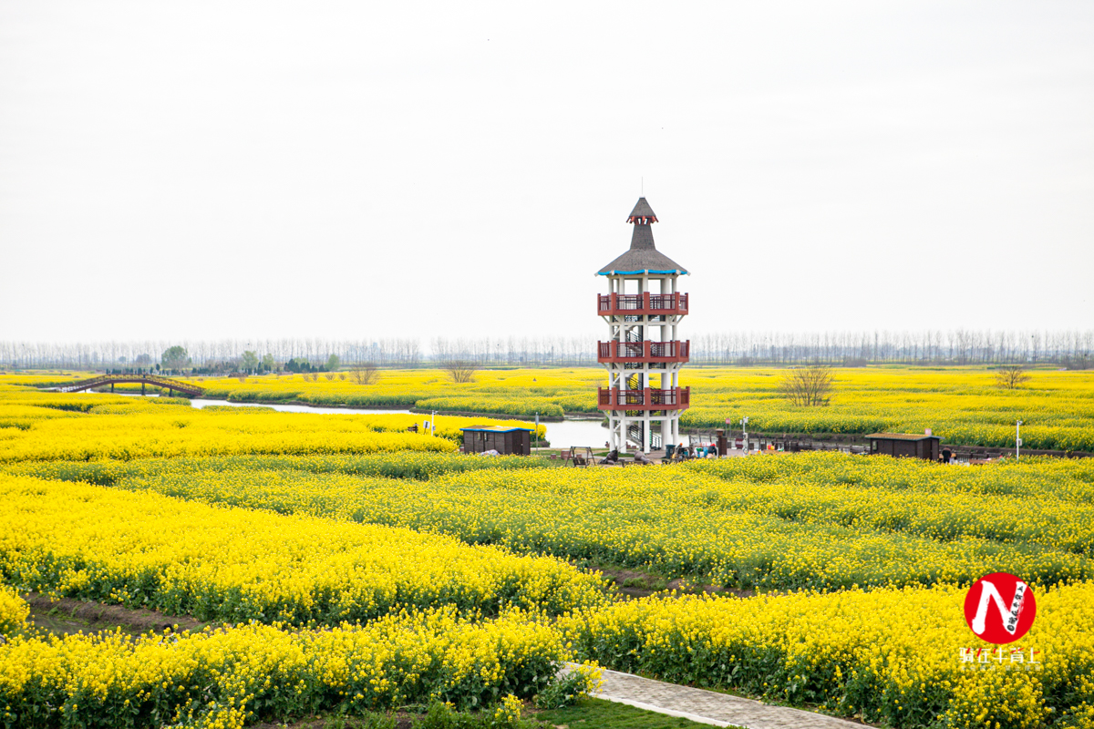 兴化看油菜花一日游,兴化千亩油菜花旅游