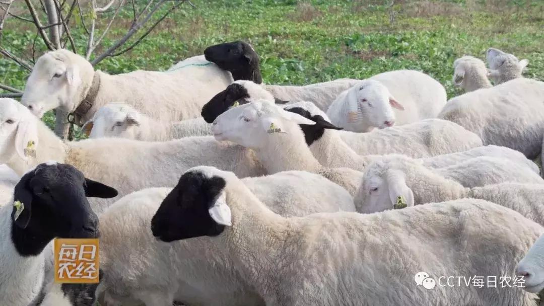 吃得了杜仲，卖的出价钱的羊