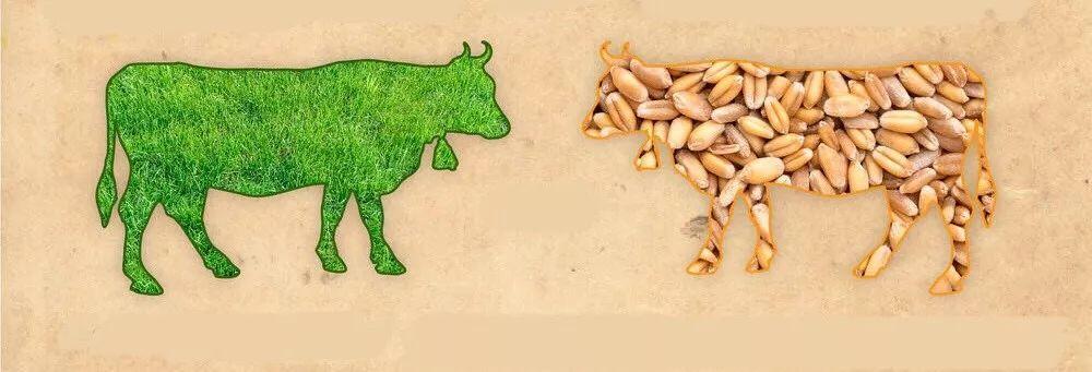 牛排中间的红色血液可以吃吗,牛排的血水能吃吗