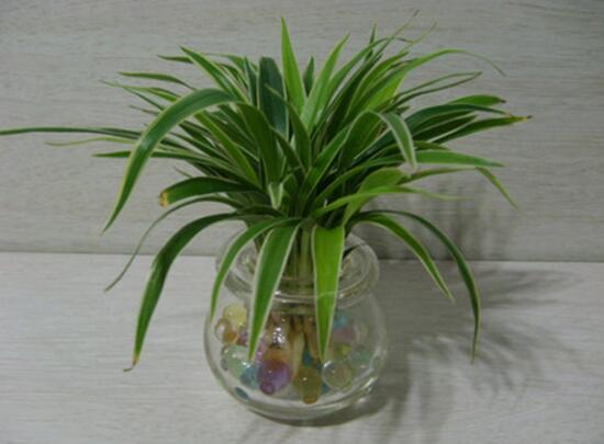 怎么把土养吊兰养成水培吊兰,吊兰怎么水培养才能更旺盛