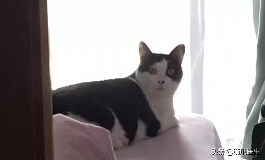 长得很潦草的一只猫,一只猫能有多潦草