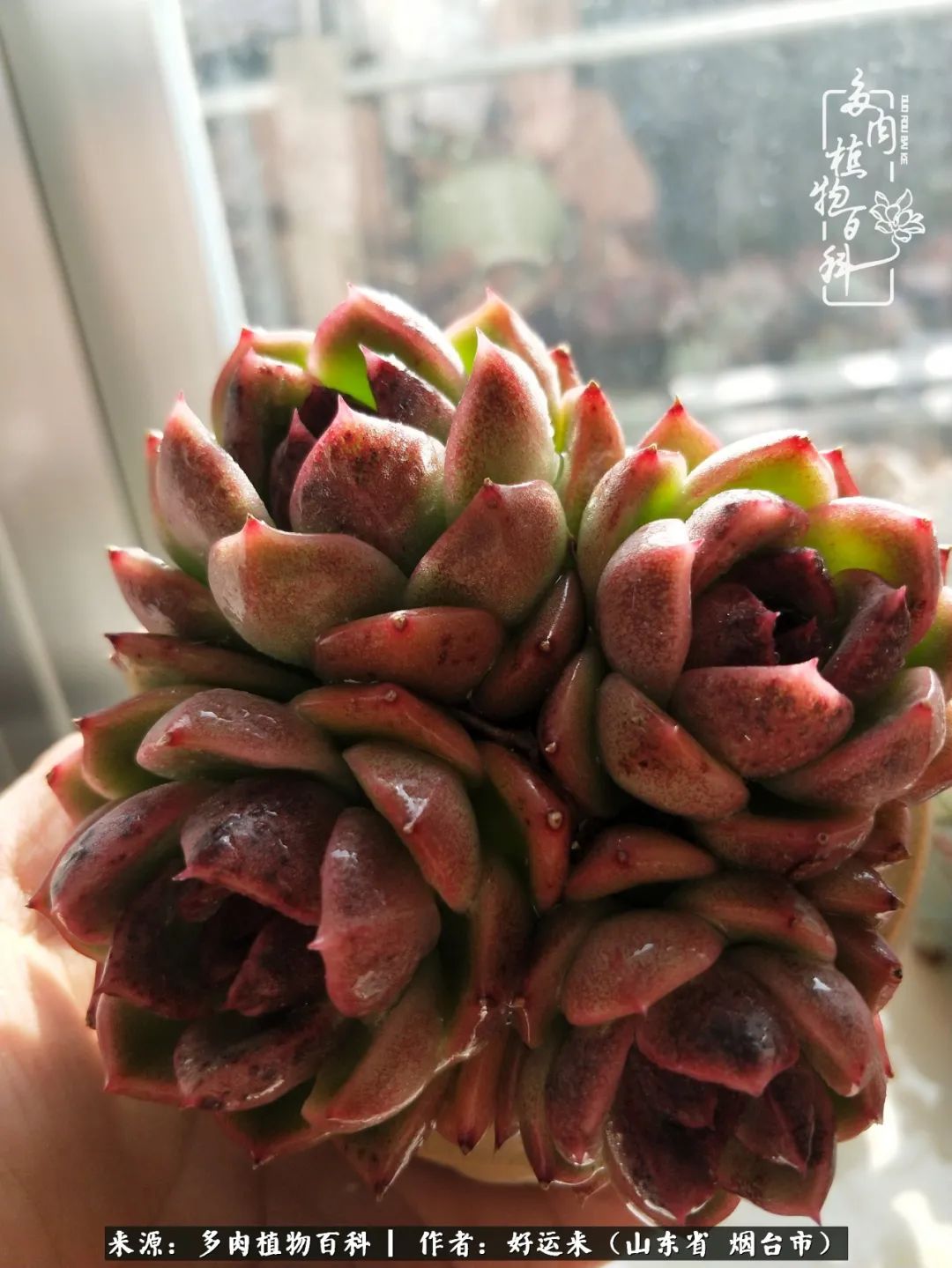 世上怎么会有这么可爱的生物,这世上怎么会有那么可爱的小可爱