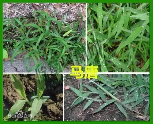 地里的野菜不认识拍照片怎么查,农田常见100种杂草图谱名称