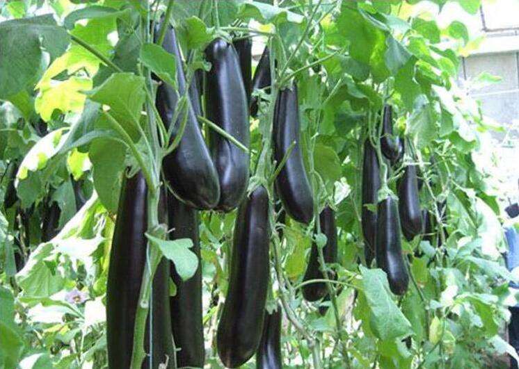 茄子种植的方法与技术,茄子种植小方法