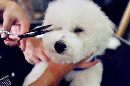 小比熊眼泪汪汪的原因,小比熊会哭吗