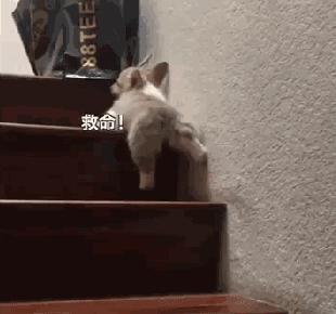 小短腿柯基有点可爱,柯基小短腿好可爱