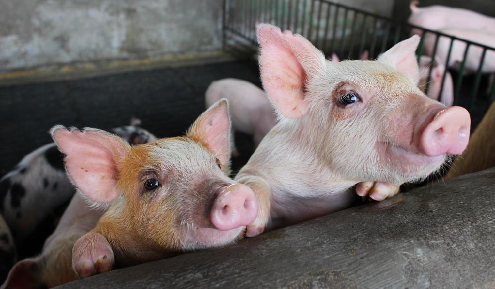 如果饲料也有“米其林”评级，蛋白质只算家常菜，肽才是精致料理