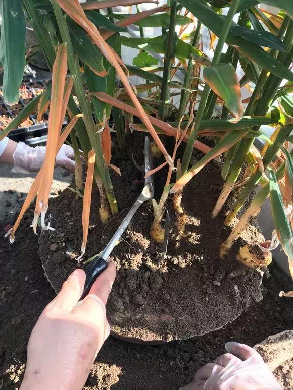 这6种菜根不要丢,哪4种菜根不能丢在家盆栽