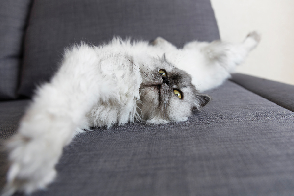 猫咪如果出现呕吐症状该怎么办,猫咪总是呕吐不愿进食是怎么回事