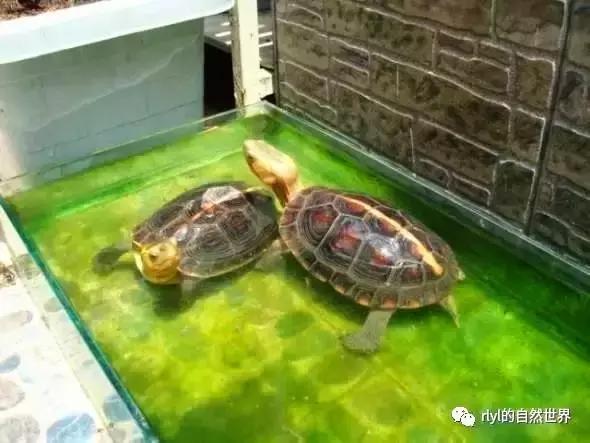 最好养的半水龟排行,半水龟饲养环境简单