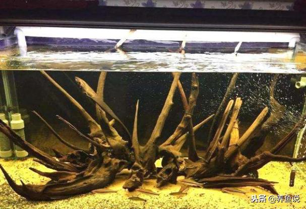 为什么鱼缸晒的绿水发浑,为什么鱼缸水又黄又臭