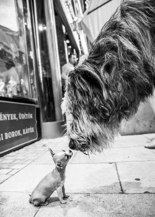 世界上最强的10种狗排名,世界上巨型狗大全