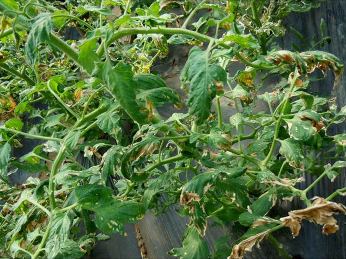 西红柿果实黄头的治疗方法,西红柿秧苗发黄如何挽救