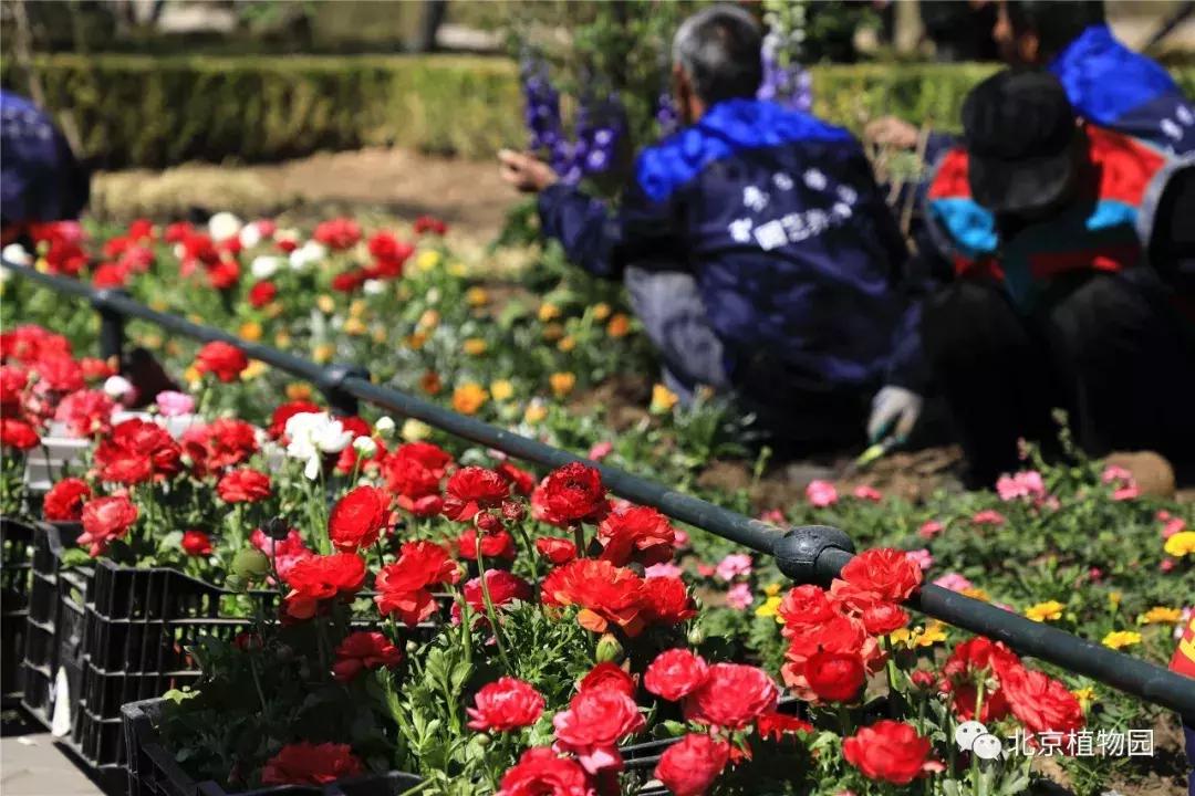 中国科学院植物研究所北京植物园,北京植物园有牡丹花还有什么花