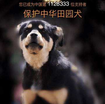 中华田园犬与古代田园犬,中华田园犬常识大全