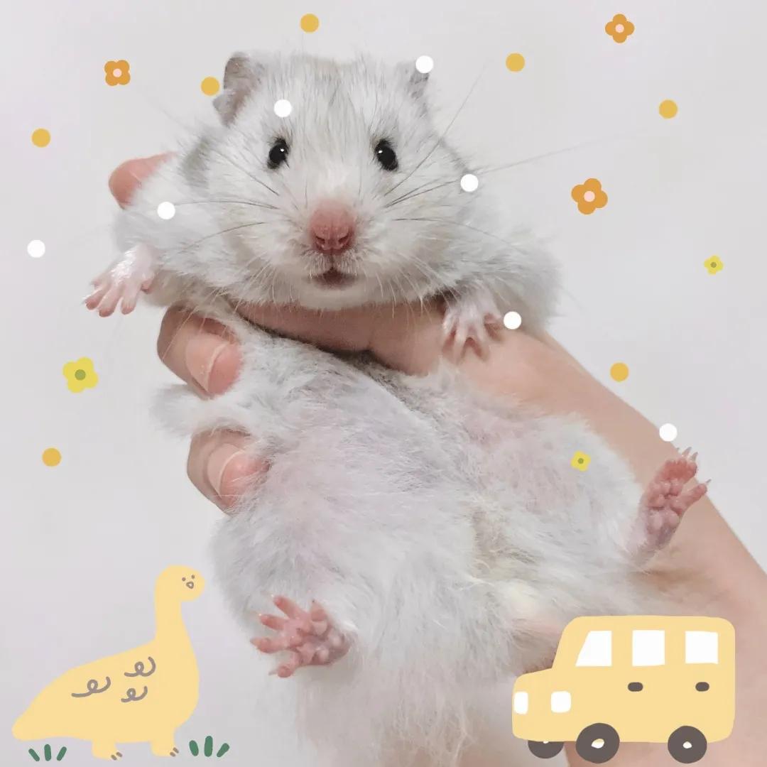 和宠物交流说什么,宠物谈恋爱怎么回事