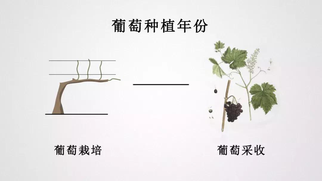 2021年全球十大最贵葡萄酒长啥样,目前最贵的葡萄酒是什么