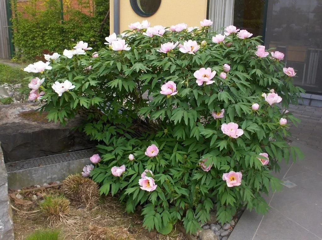 国色天香牡丹花雍容华贵,花中之王国色天香牡丹花