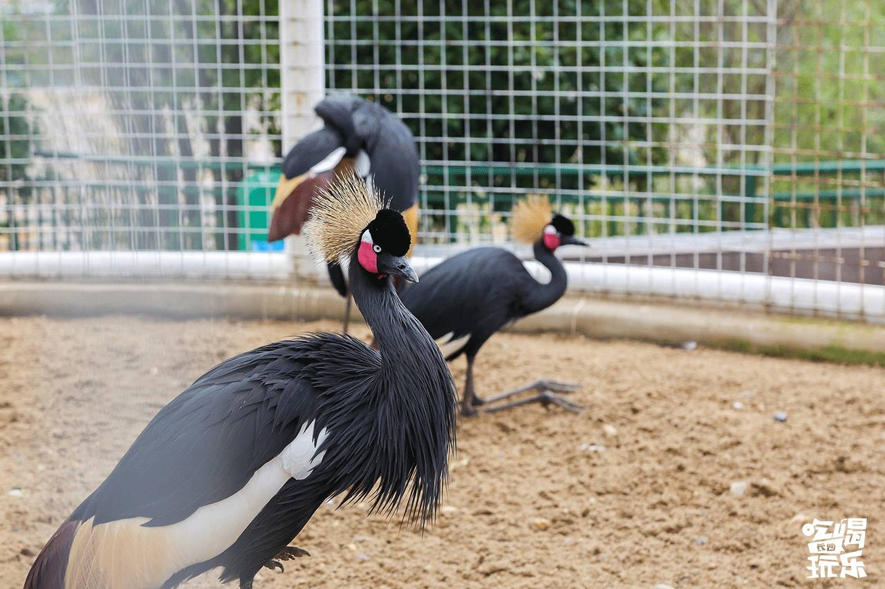 长沙靖港古镇与乔口古镇哪个好玩,乔口古镇有什么好玩的