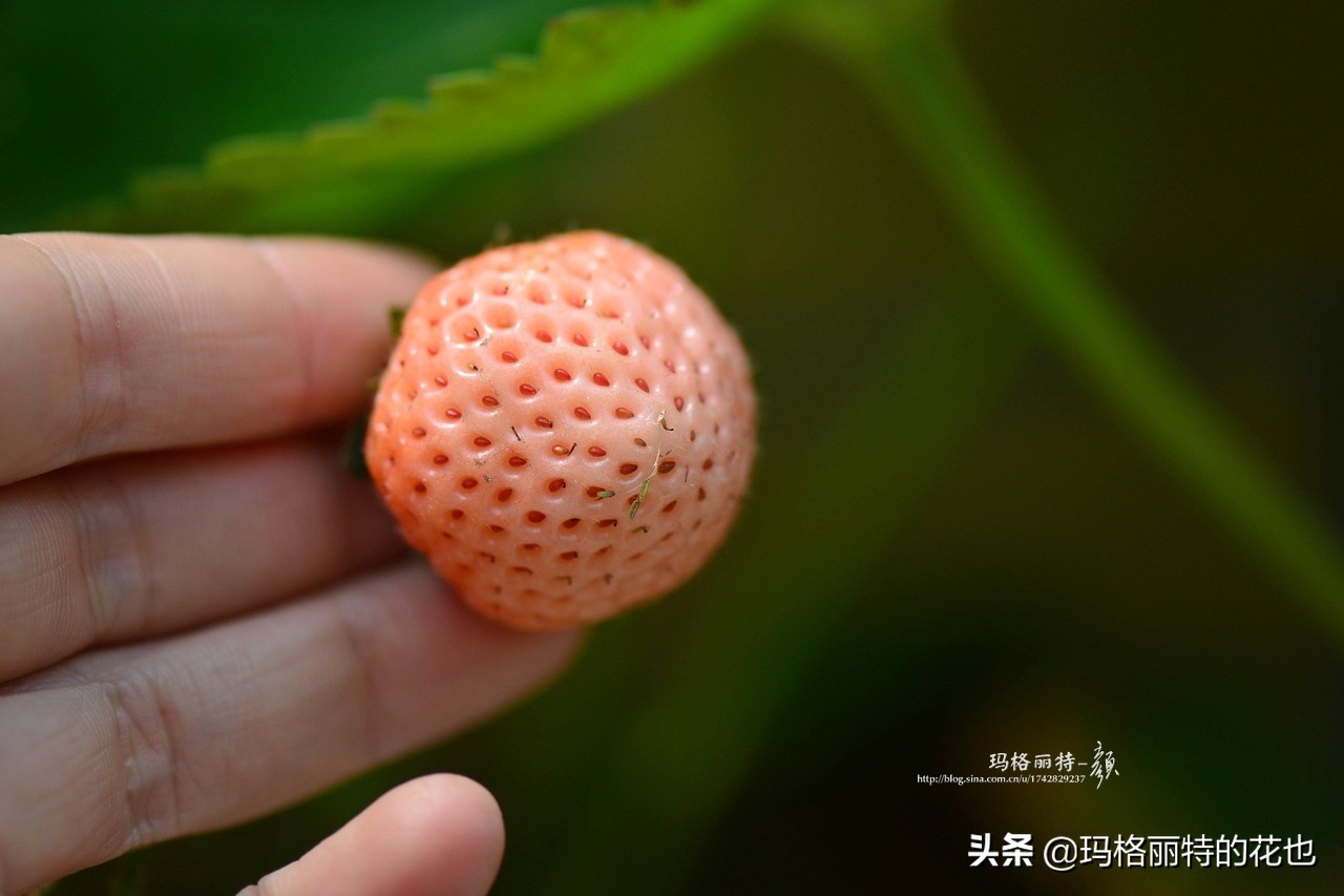 树莓在庭院怎么种植,树莓可在院子里种吗