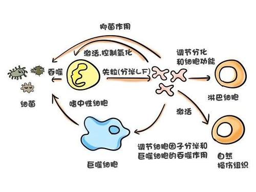 抵抗力差的宝宝要吃乳铁蛋白吗,宝宝感冒期间可以补充乳铁蛋白吗