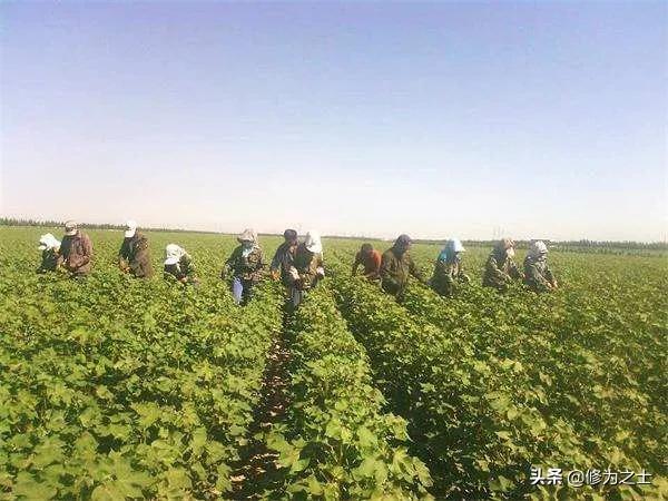 在新疆种棉花,在新疆种植棉花视频