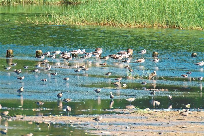 深圳大气环境6项指标连续8年全面达标，茅洲河创有监测数据以来最好水平