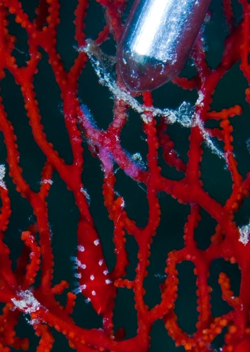 海底你不知道的东西,海底世界东海龙宫