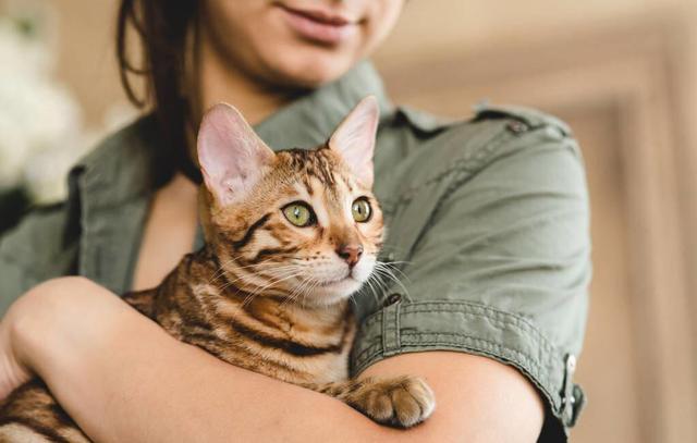 你真的会抱猫吗？5种常见的抱猫姿势，但3种都是错的