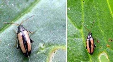 跳甲特别厉害怎么办,跳甲克星一览表