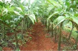 魔芋到底是啥,魔芋和魔芋有啥区别