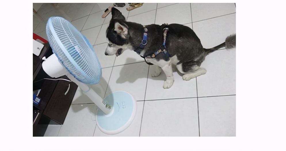 夏天哈士奇怎么降温,夏天如何给哈士奇避暑