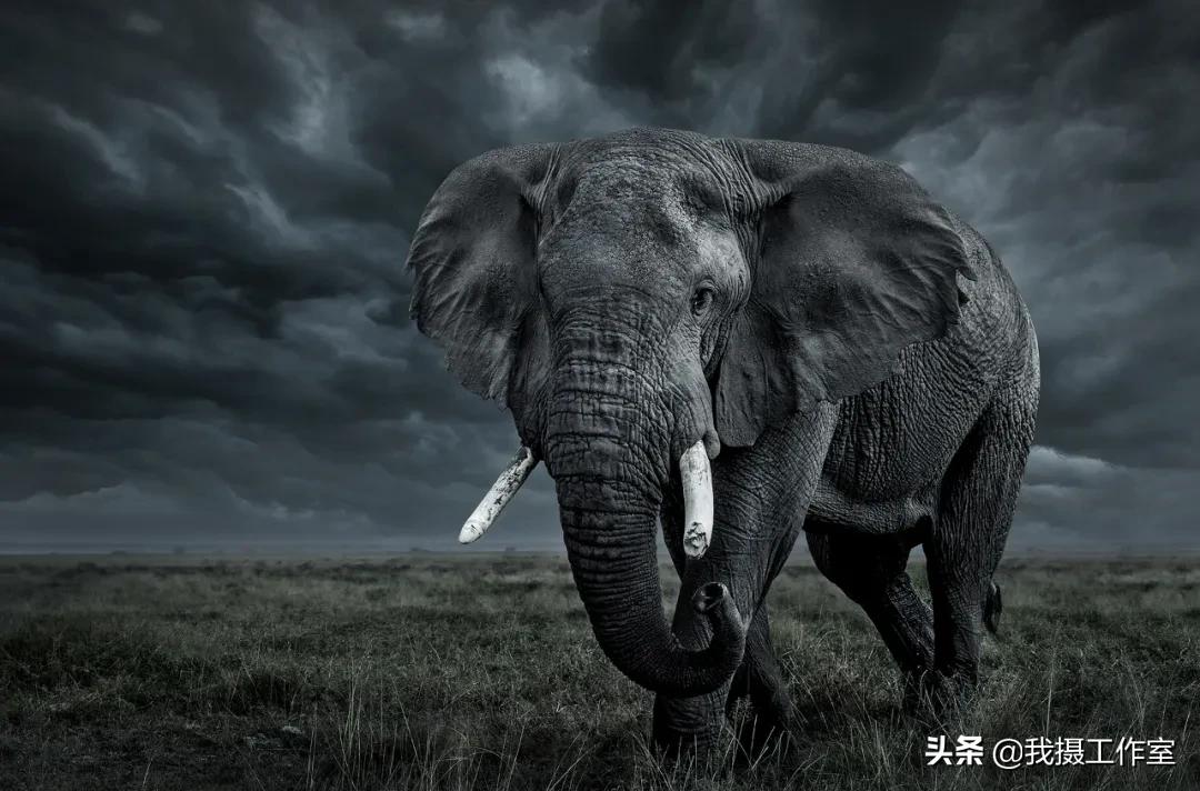 第16届国际摄影艺术展获奖作品,第29届全国摄影艺术展览作品集