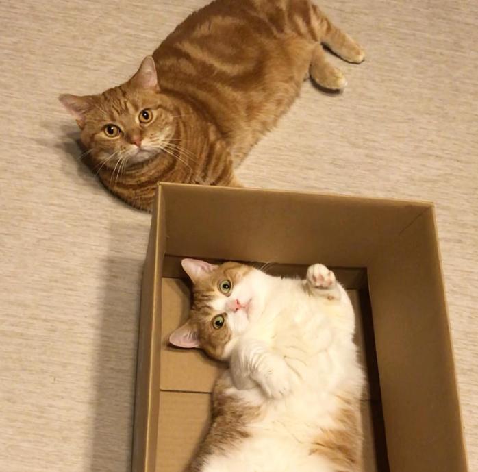 短腿兄妹,全网最火短腿猫