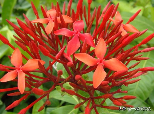 快递里的泡沫怎么养花,快递泡沫袋不要丢