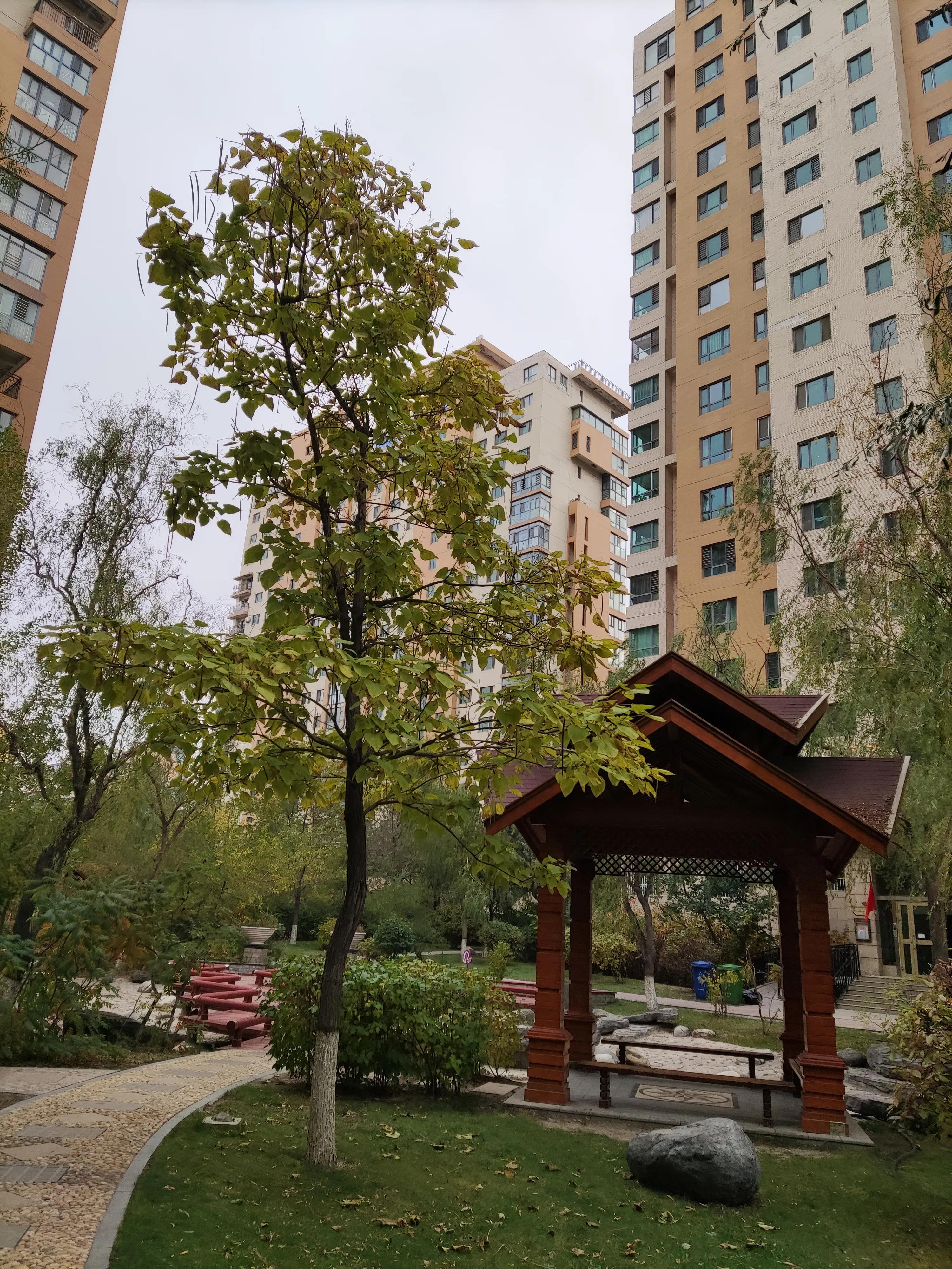 乌鲁木齐市南湖绿化广场附近小区,乌鲁木齐绿化最好的公园