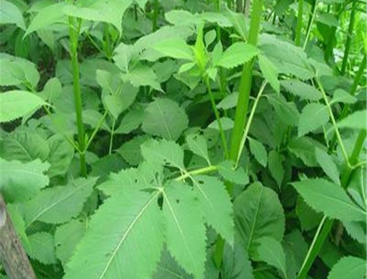 续断补骨脂的功效与作用,续断吃了有什么功效