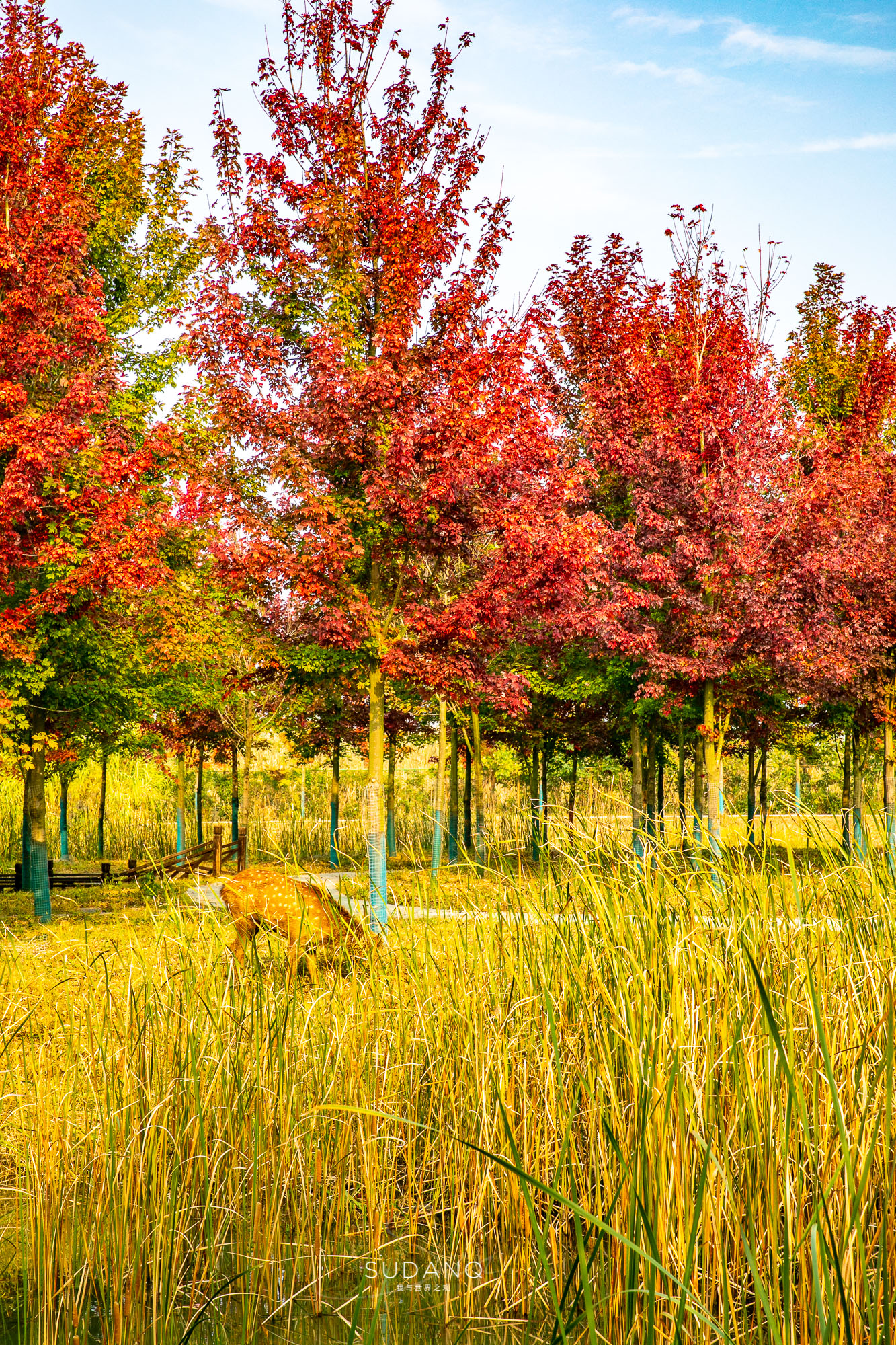 江苏泗洪的风景,江苏的苏南和苏北有什么区别